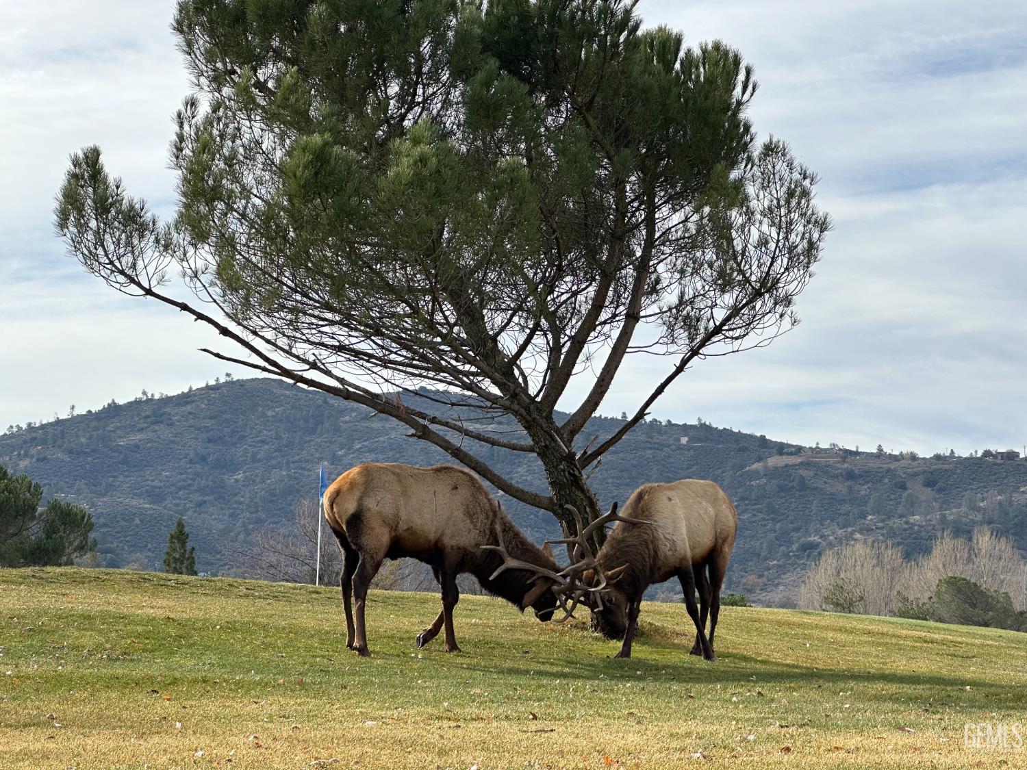 Undisclosed Address Tehachapi, CA 93561 - Photo 36 of 36 a view of yard with large trees
