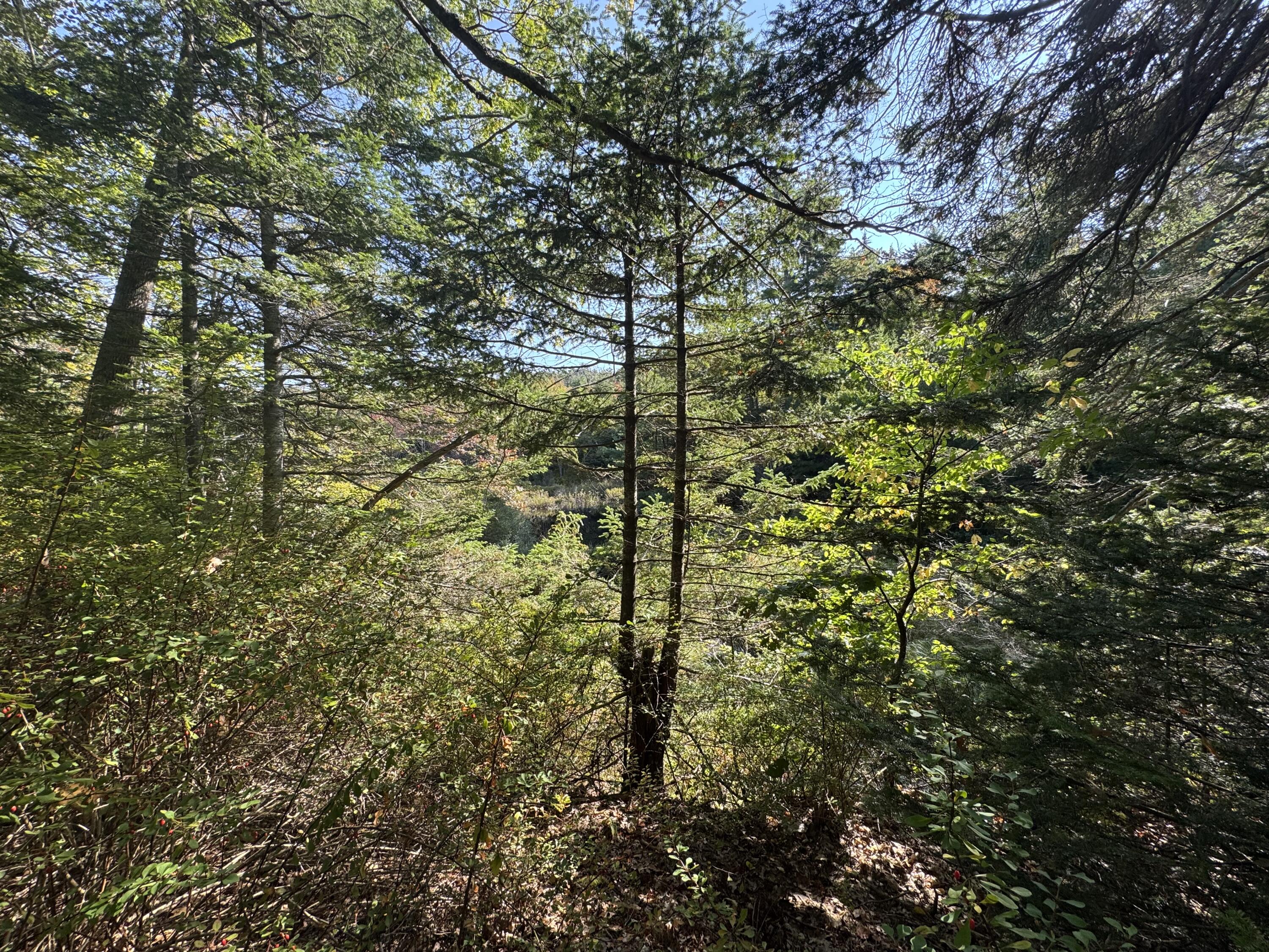 0 Main Road Phippsburg, ME 04562 - Photo 28 of 28 0 Main Road, Phippsburg