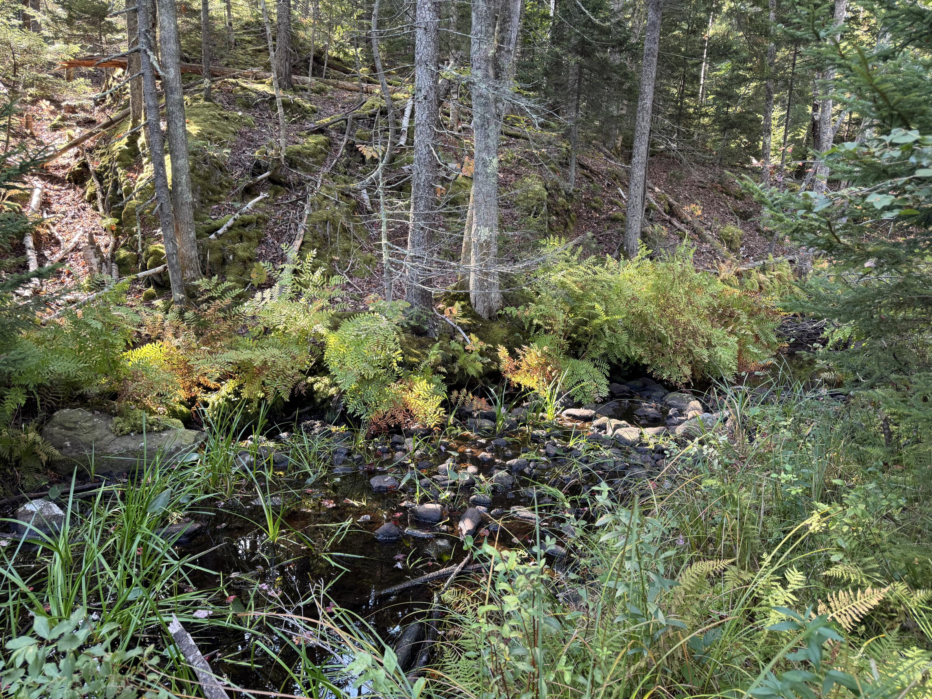 0 Main Road Phippsburg, ME 04562 - Photo 5 of 28 0 Main Road, Phippsburg