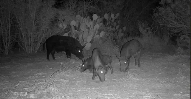 $229,000 | 0 Cr 284 Road, Benavides, TX 78341