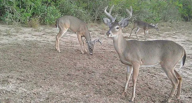 a close view of a chandelier in a yard