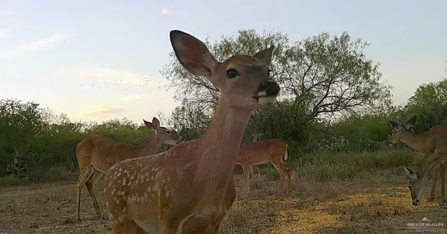 a view of a dry yard with trees in the background