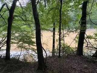 a view of a forest with trees in the background