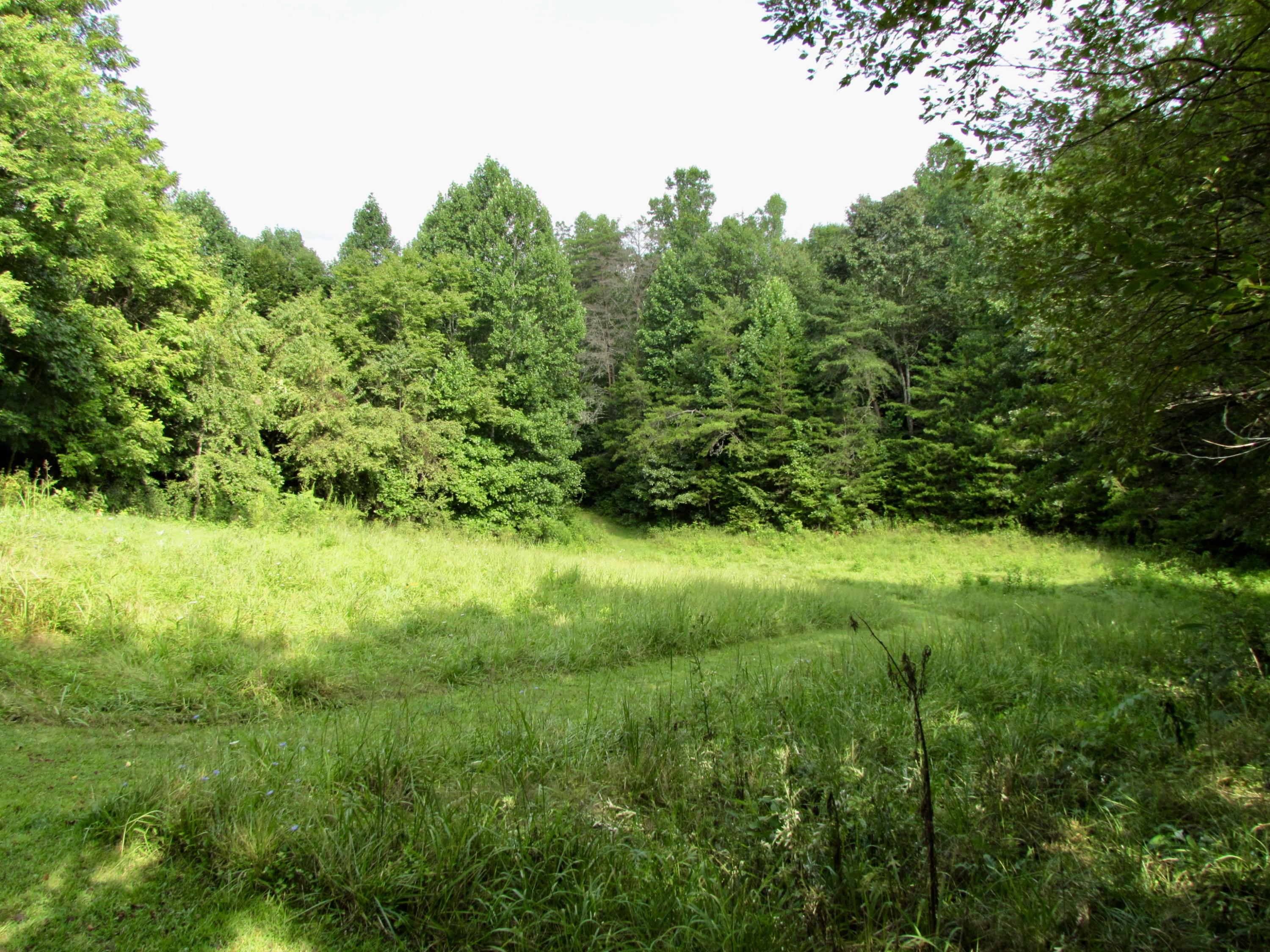3586 Nemmo Road Vinton, VA 24179 - Photo 3 of 21 a view of a lush green space