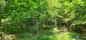 a view of a lush green space