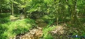a view of a lush green forest