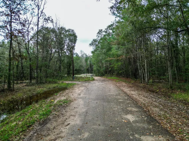 a view of a forest with trees in the background