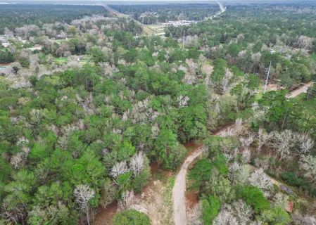 a view of a forest that has a tree