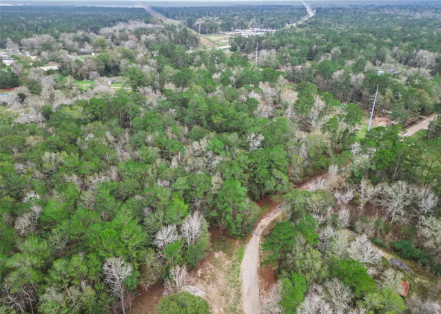 a view of a forest that has a tree