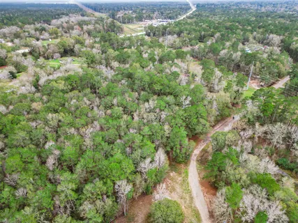 a view of a forest with a tree