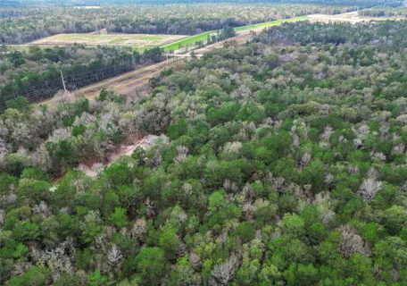 a view of a forest with a street