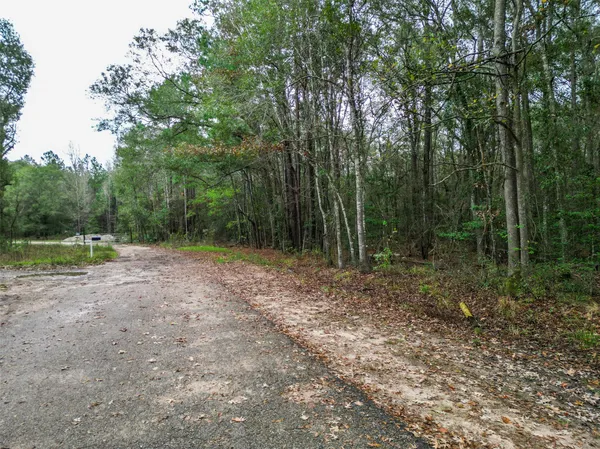 a view of a forest with trees in the background