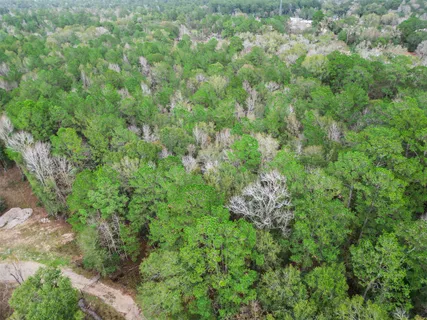 a view of a lush green forest