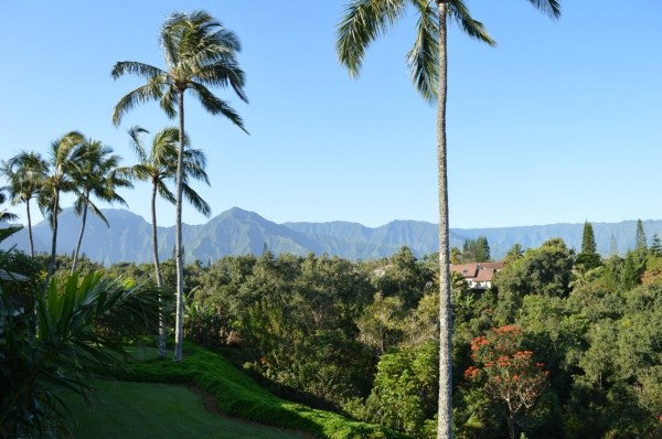 3830 Edward Road, Unit 11H Princeville, HI 96722 - Photo 1 of 14 a view of a yard with a palm tree