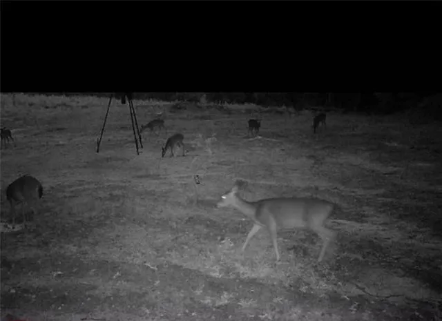 $155,000 | 0 Dug Leckie Cutoff Road, Pollock, LA 71467