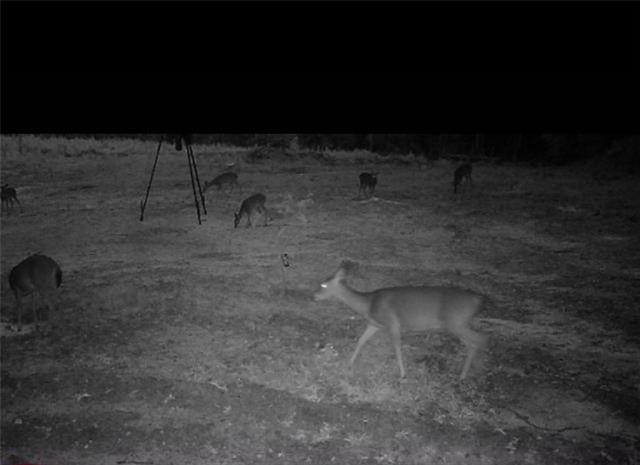 0 Dug Leckie Cutoff Road Pollock, LA 71467 - Photo 4 of 22