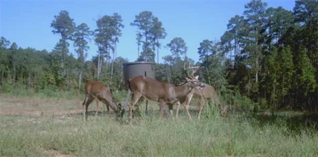 0 Dug Leckie Cutoff Road Pollock, LA 71467 - Photo 6 of 22