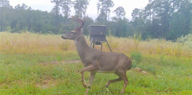 0 Dug Leckie Cutoff Road Pollock, LA 71467 - Photo 7 of 22