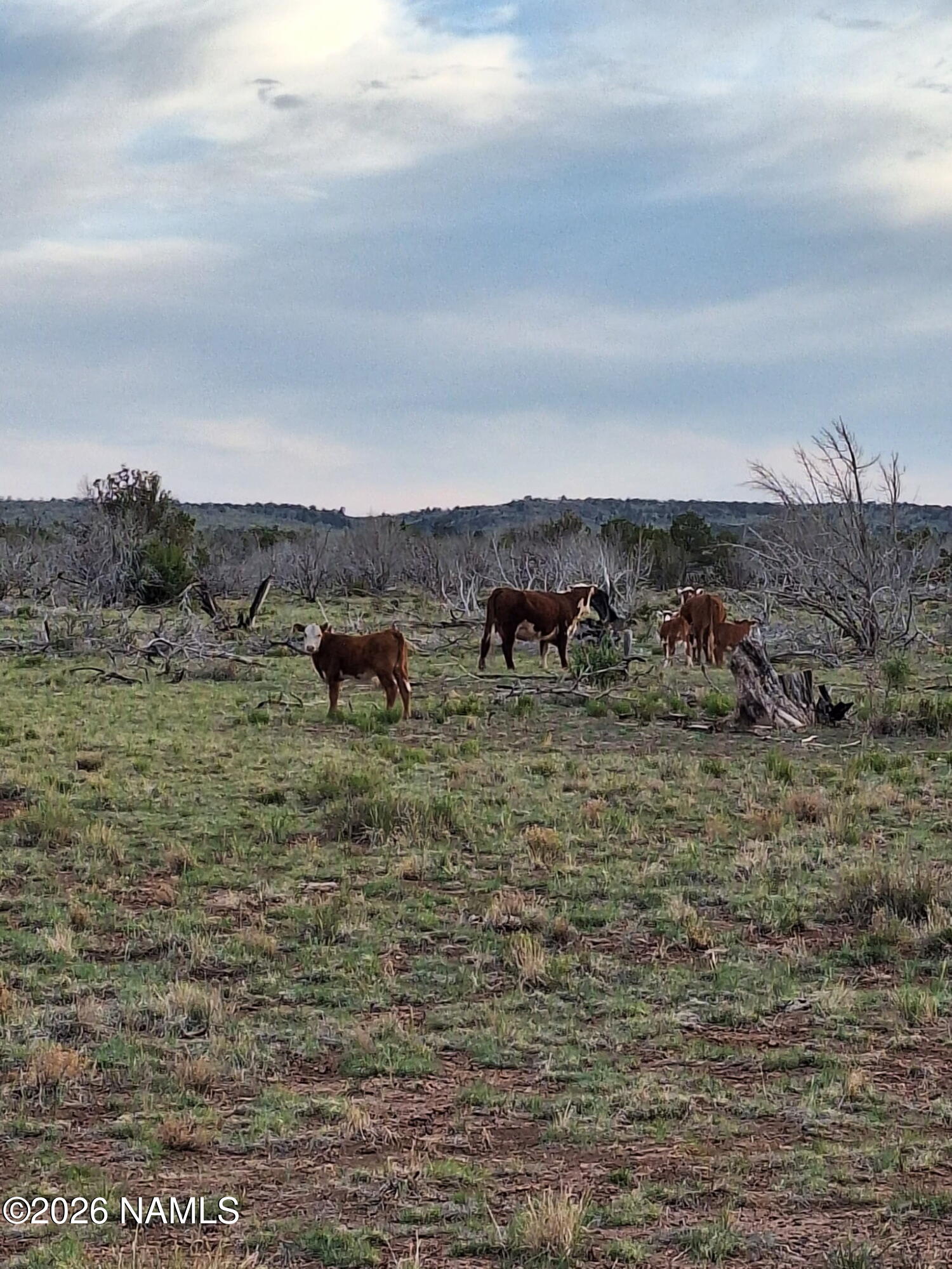 3904 Santa Clara Road Williams, AZ 86046 - Photo 3 of 26 8983983421890494224