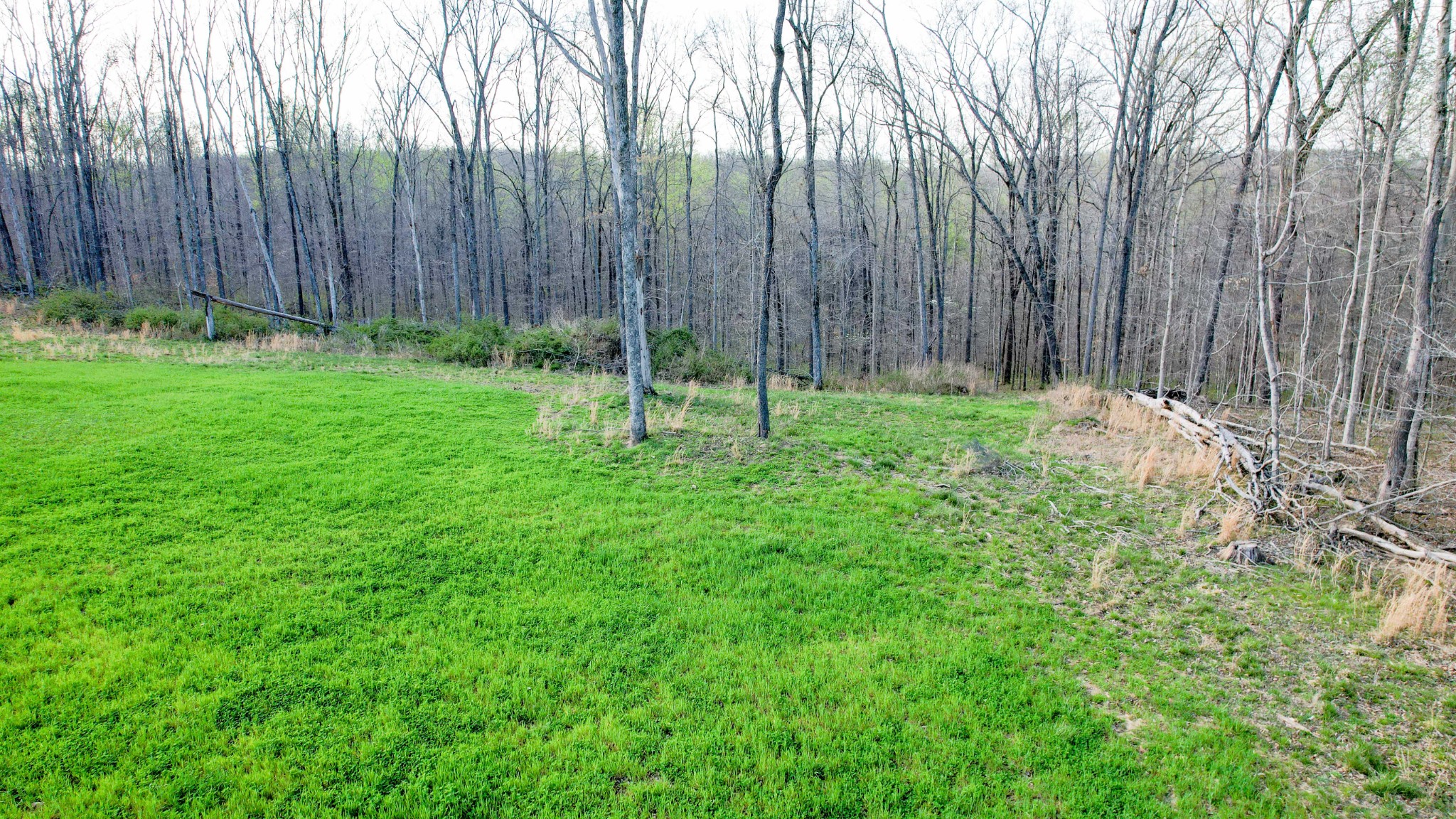 0 Bell Hollow Road Vanleer, TN 37181 - Photo 5 of 31 Gallery Image 5