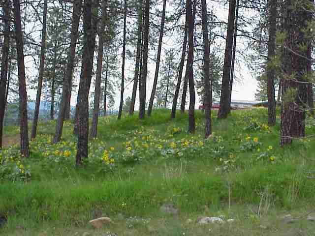 3281 Jackel Road Valley, WA 99181 - Photo 5 of 5