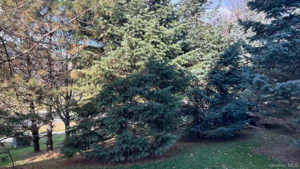 a view of a trees in a yard