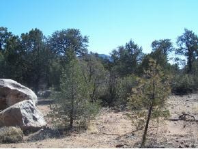 5572 West Almosta Ranch Road Prescott, AZ 86305 - Photo 1 of 3 Primary Photo
