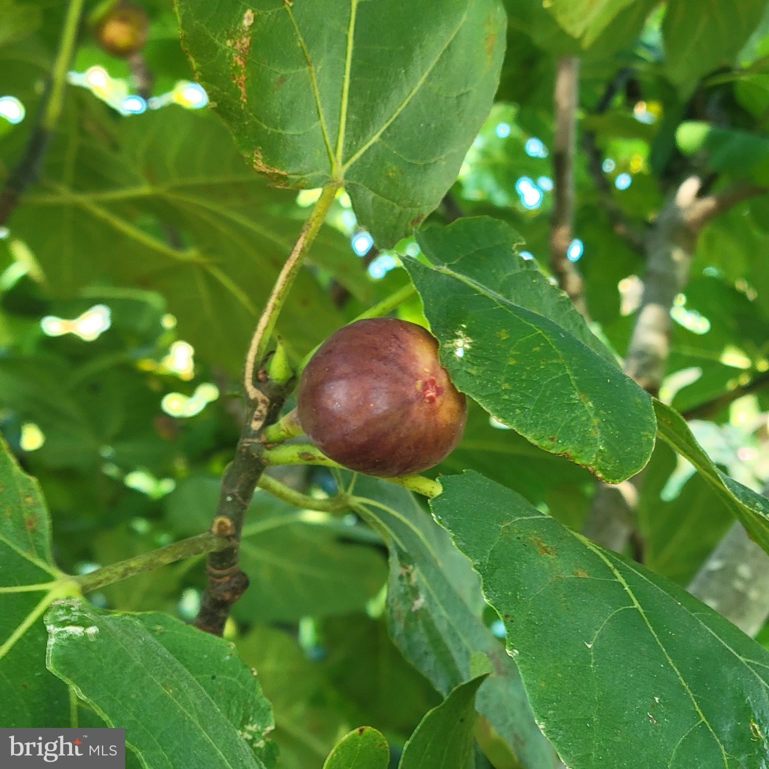 1469 Cowart Road Lottsburg, VA 22511 - Photo 49 of 52