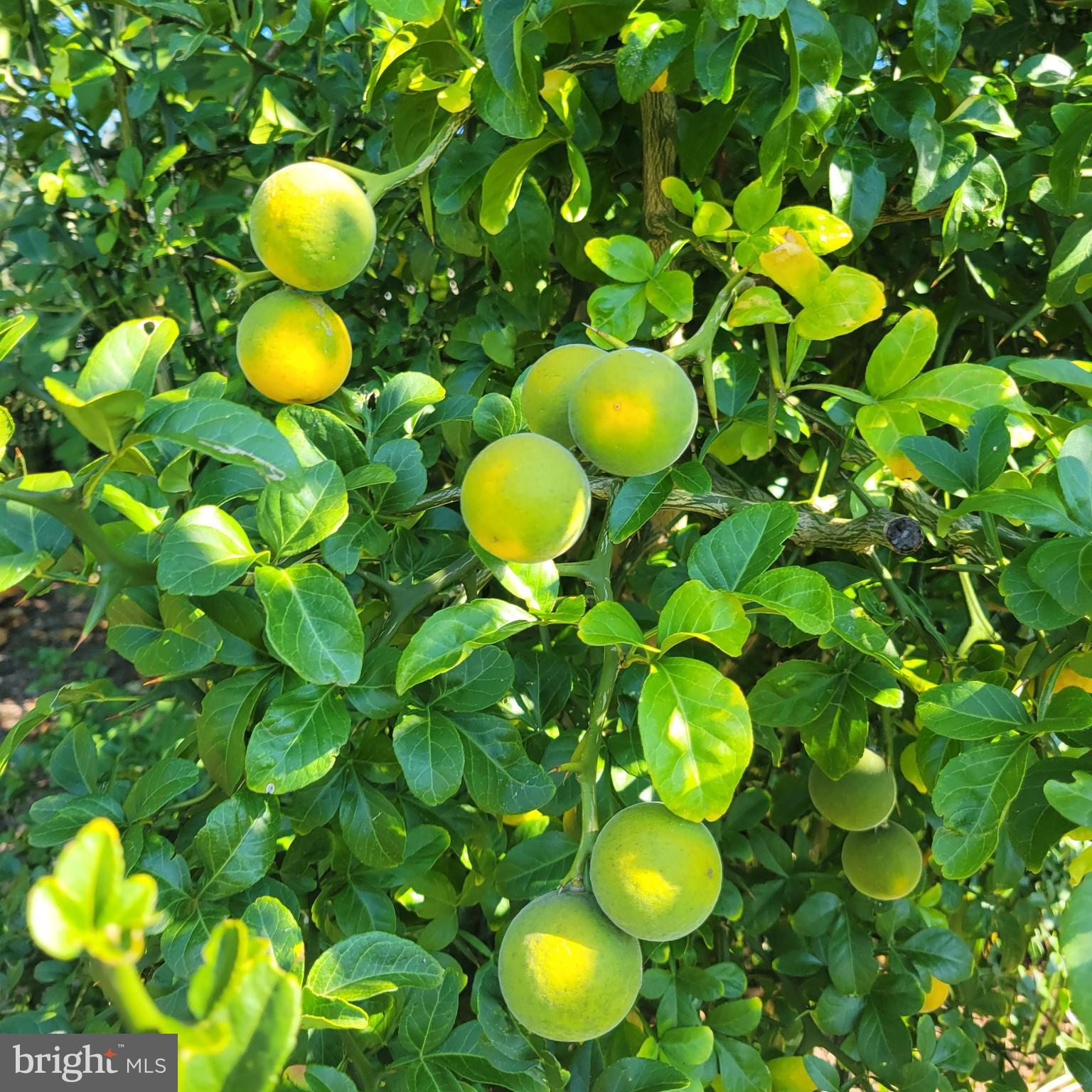 1469 Cowart Road Lottsburg, VA 22511 - Photo 52 of 54 a view of a plant with a table and chairs
