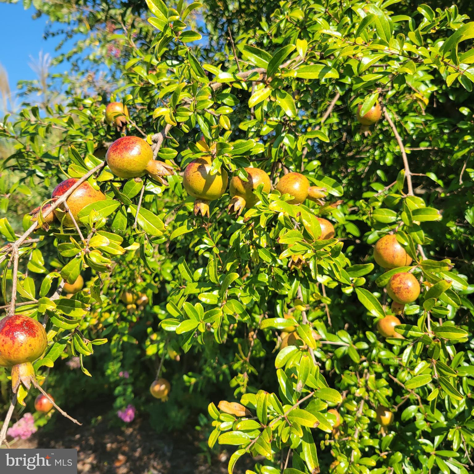 1469 Cowart Road Lottsburg, VA 22511 - Photo 53 of 54 a view of flowers