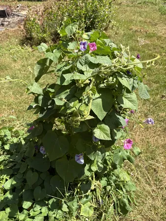 $169,900 | 19 Easy Avenue, Albany, NH 03818