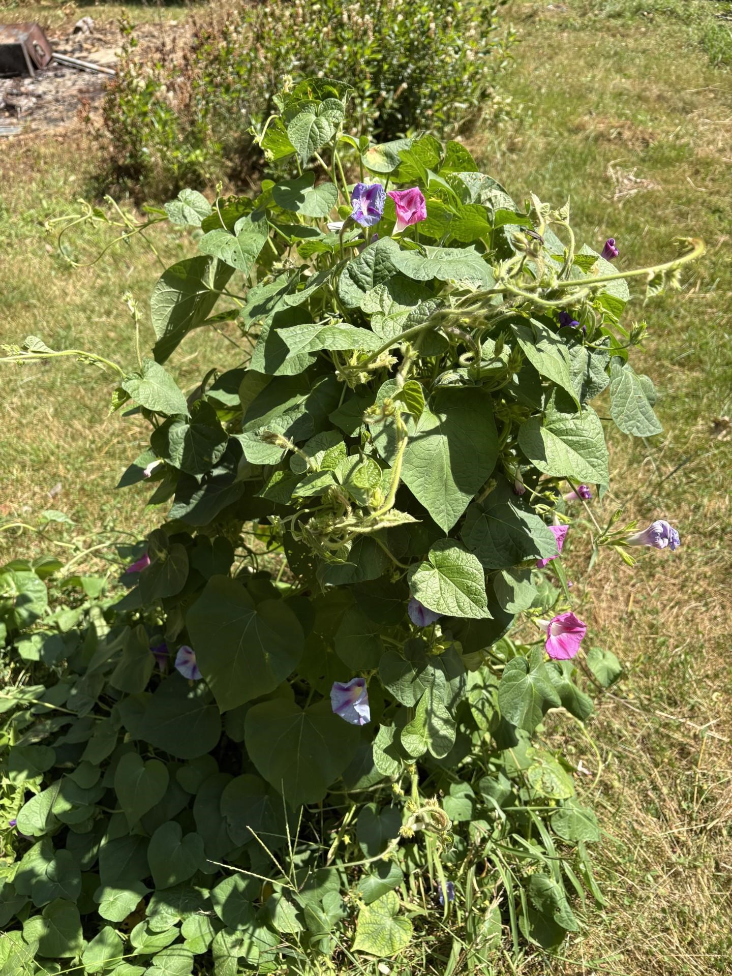 19 Easy Avenue Albany, NH 03818 - Photo 11 of 15