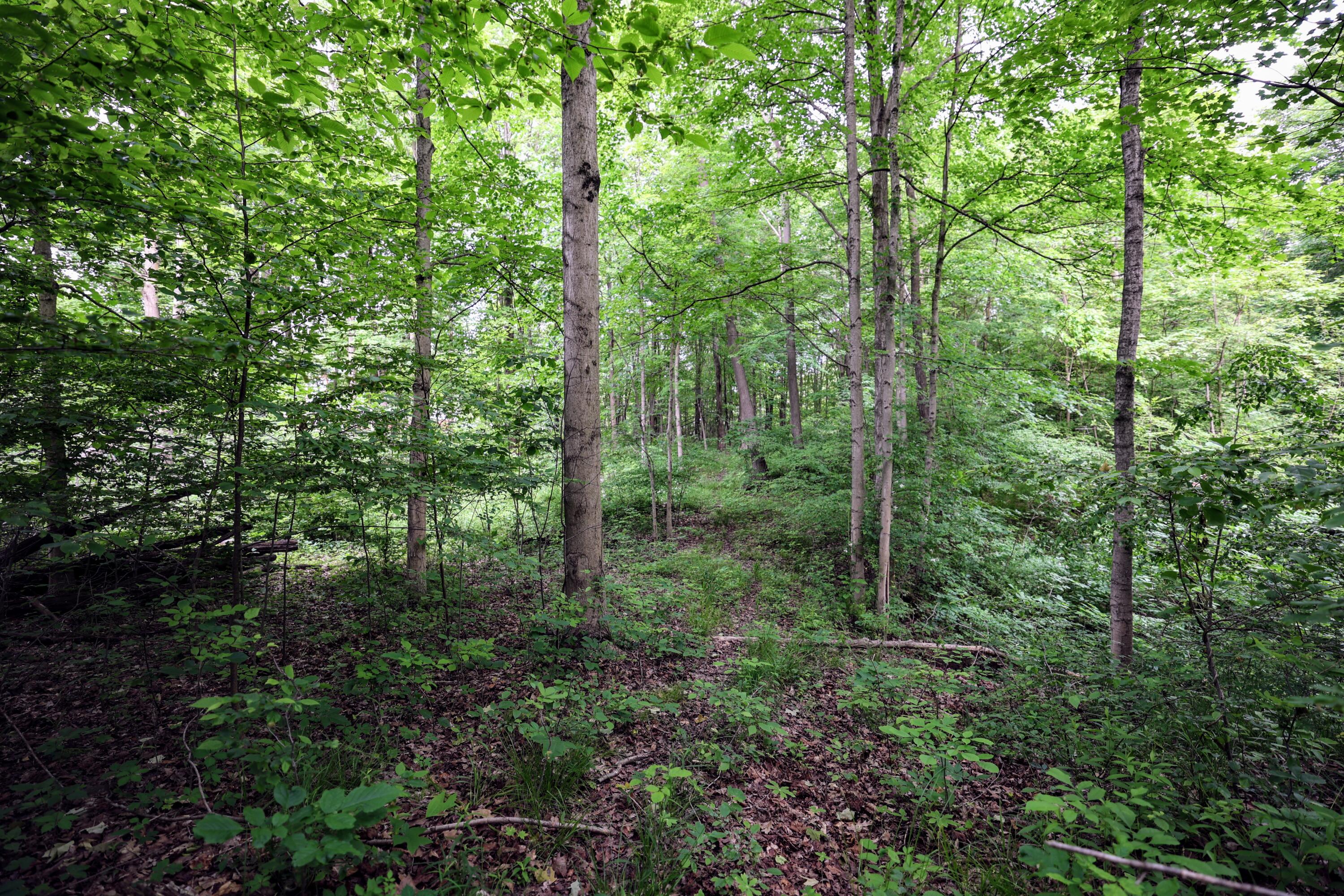 Vl Black River Road Bangor, MI 49013 - Photo 2 of 54 2