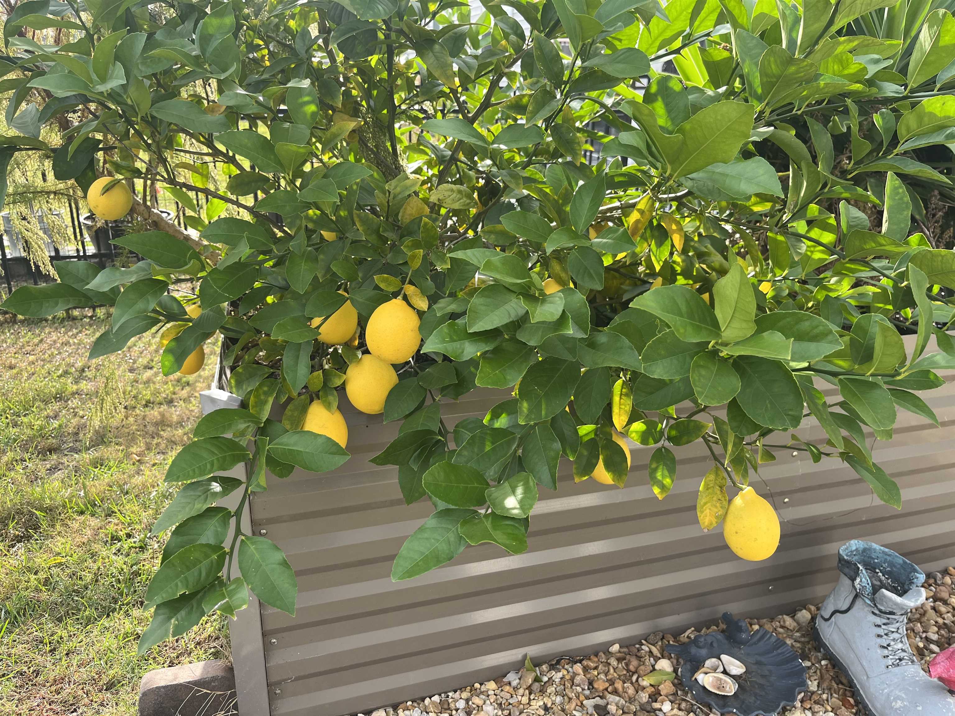 413 Accord Street Myrtle Beach, SC 29588 - Photo 36 of 40 Photo taken in Spring