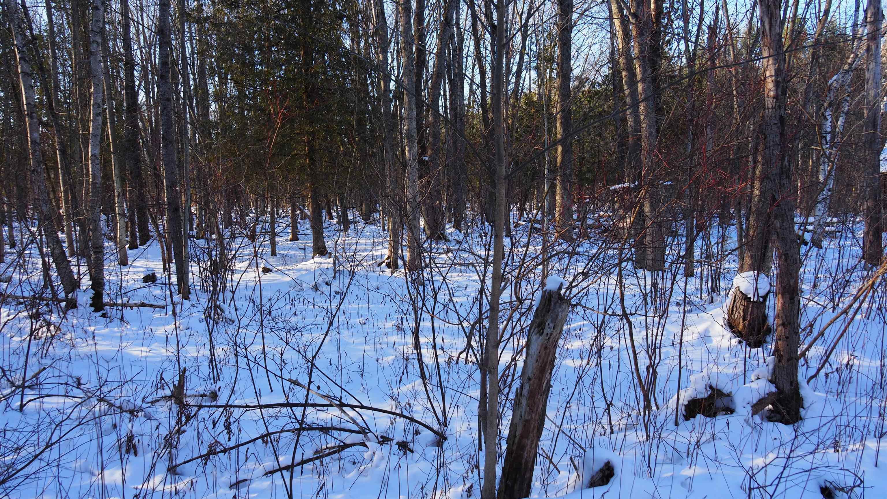 15991 Bentley Road Thompsonville, MI 49683 - Photo 15 of 19