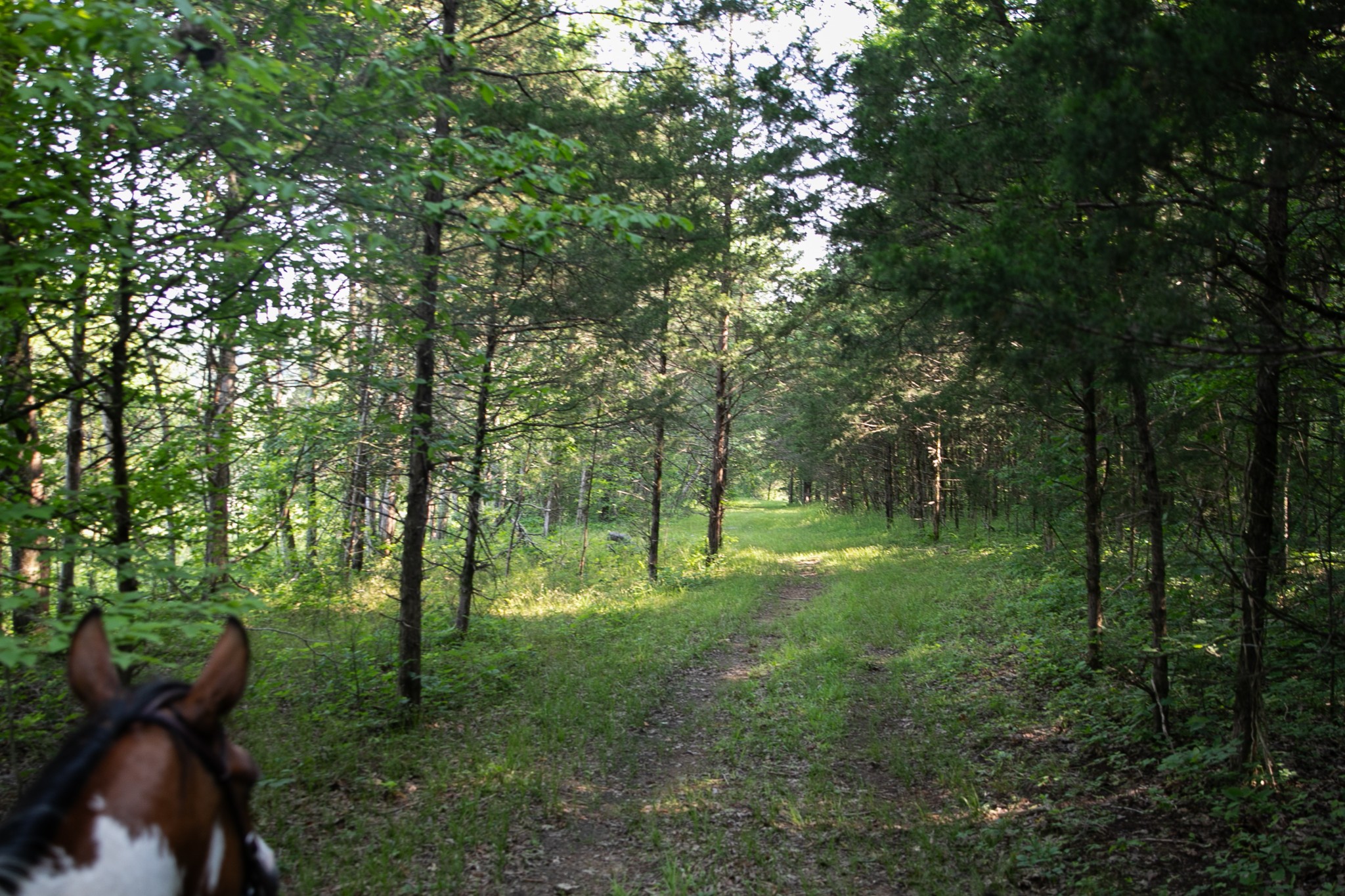 2825 Oregon Road Milton, TN 37118 - Photo 4 of 71 a view of a lush green forest