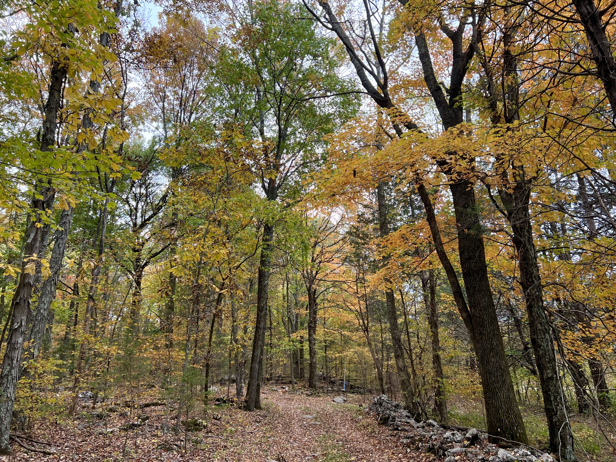 2825 Oregon Road Milton, TN 37118 - Photo 57 of 71 a view of a forest with large trees