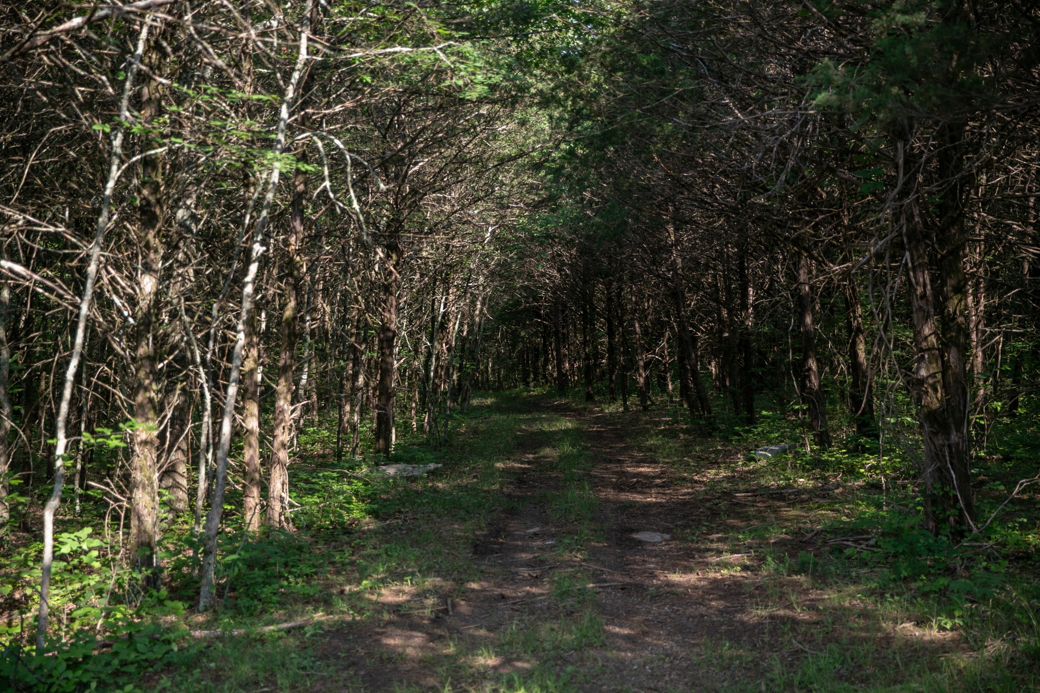 2825 Oregon Road Milton, TN 37118 - Photo 60 of 71 a big yard with lots of green space and trees all around