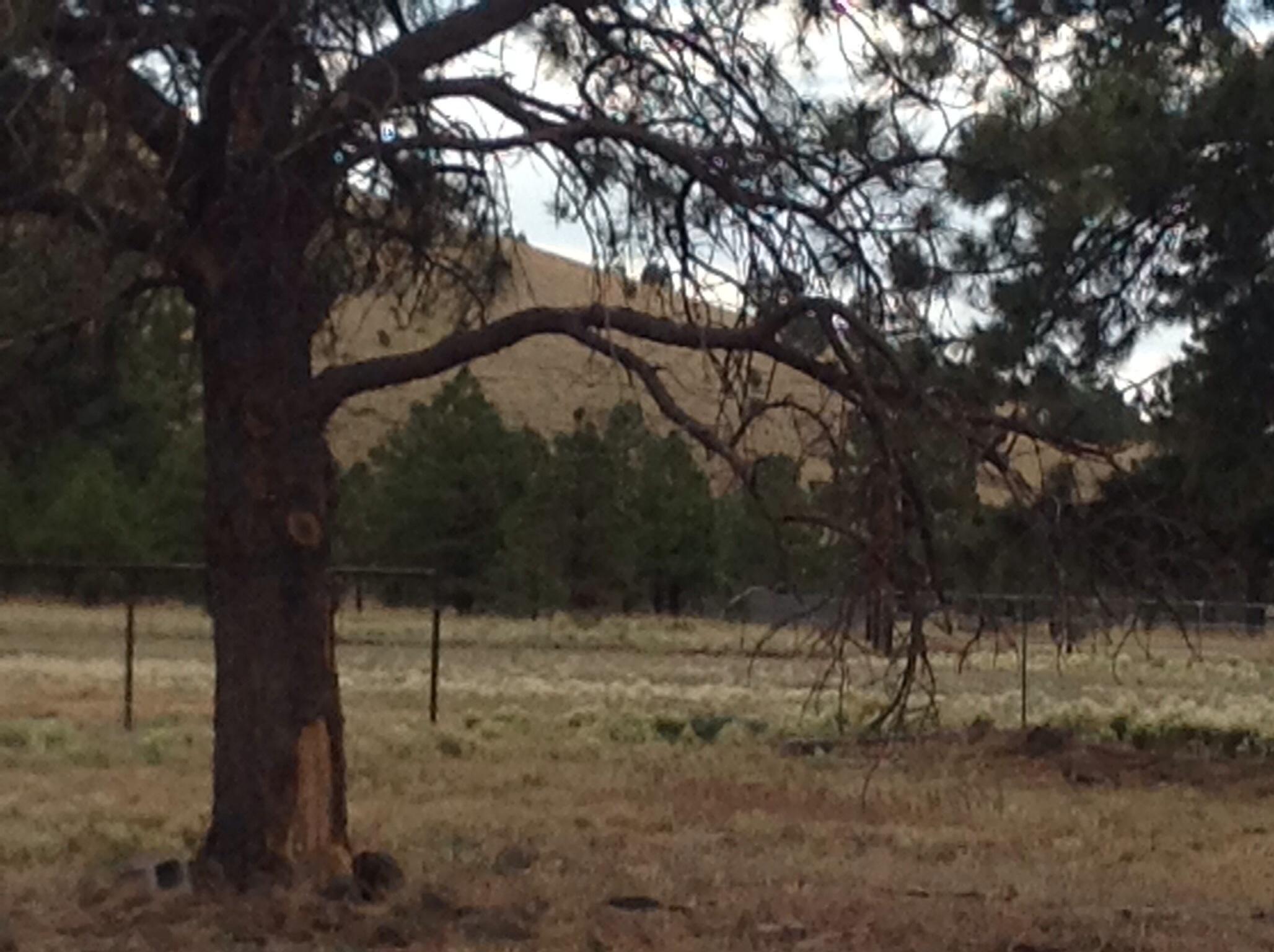 3313 Government Prairie Road Parks, AZ 86018 - Photo 10 of 15 image
