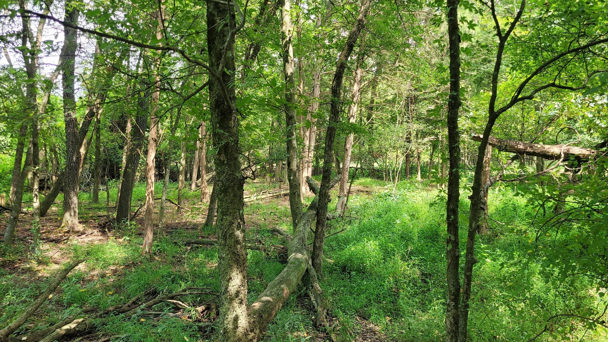 3 Knight Campground Road Shelbyville, TN 37160 - Photo 7 of 9