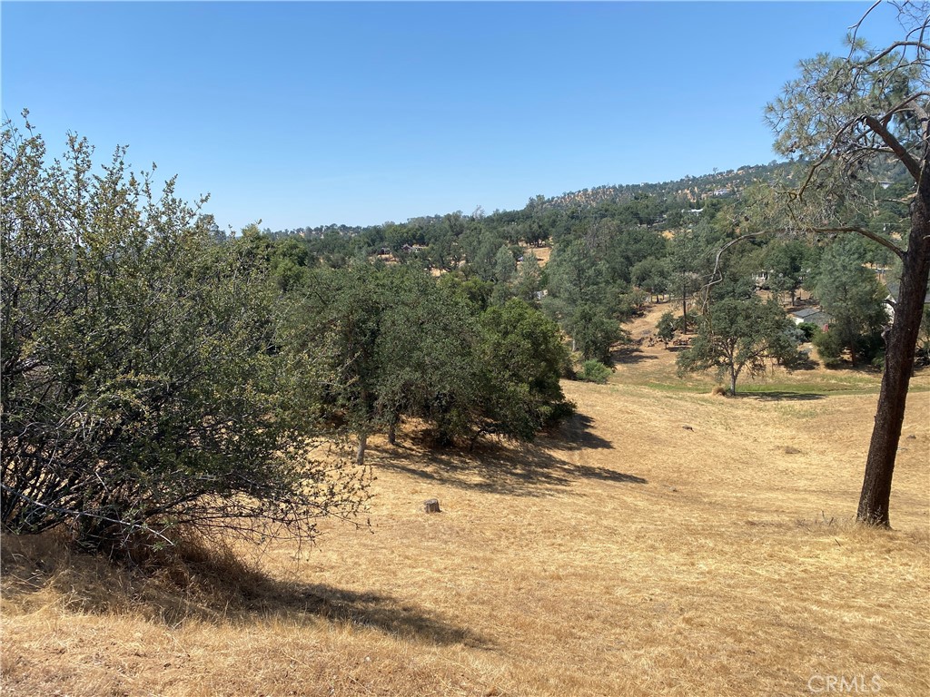 a view of a yard with a tree
