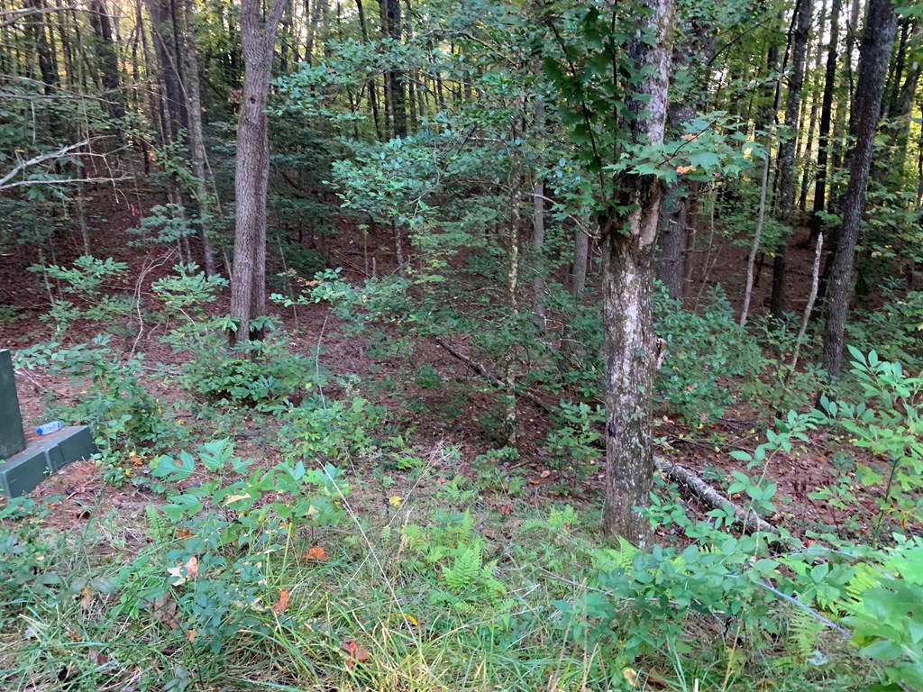 67 Liberty Lane Murphy, NC 28906 - Photo 11 of 12 a backyard of a house with lots of green space and fountain view