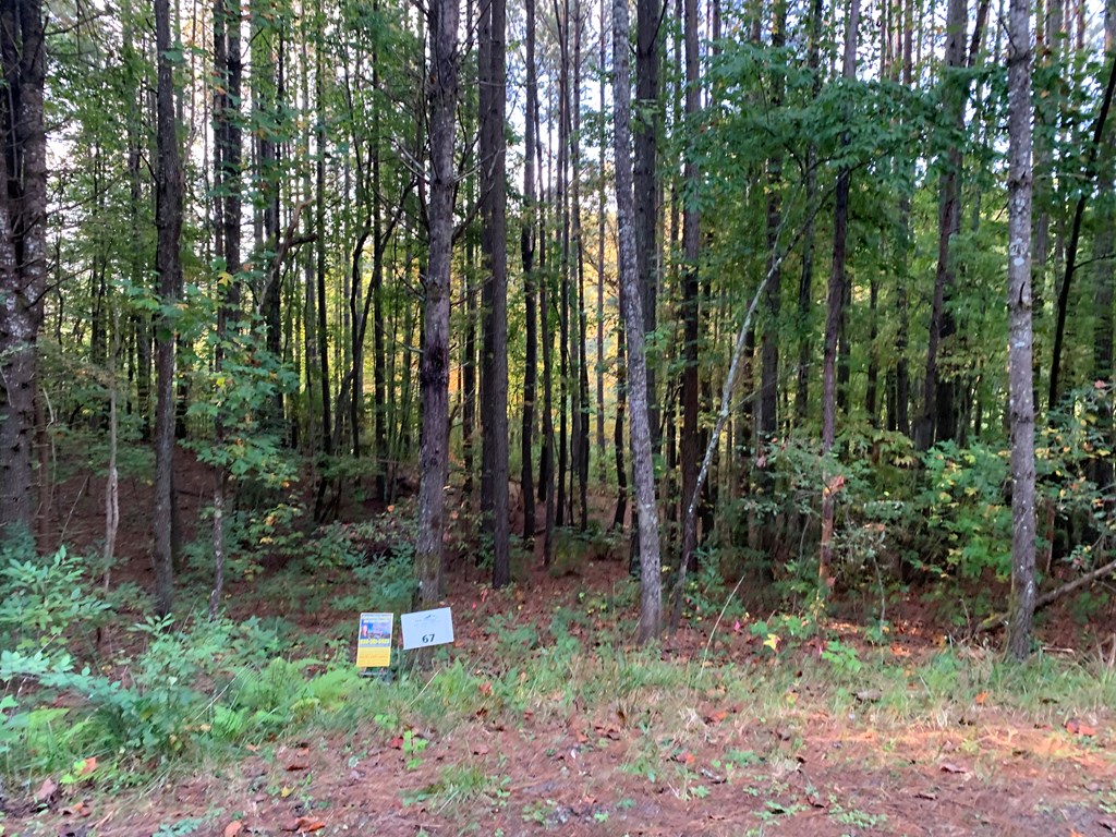 67 Liberty Lane Murphy, NC 28906 - Photo 6 of 12 a view of a garden with plants