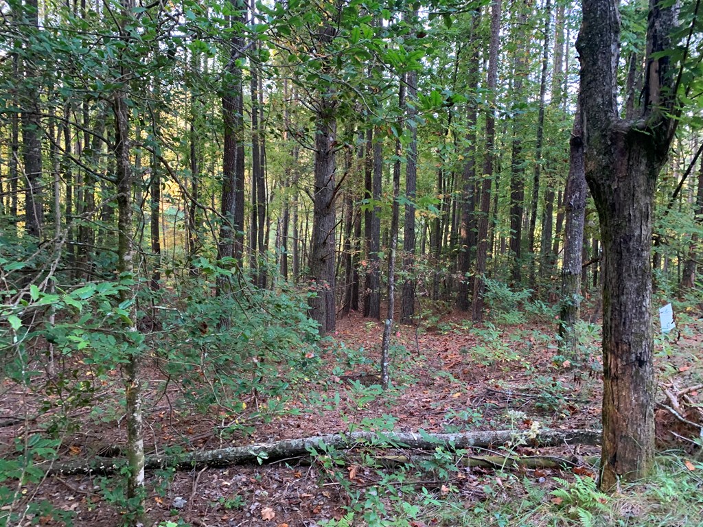 67 Liberty Lane Murphy, NC 28906 - Photo 7 of 12 a view of forest
