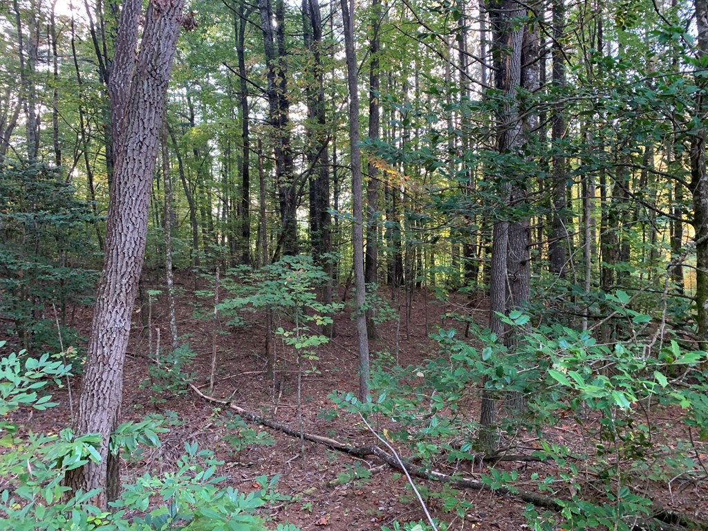 67 Liberty Lane Murphy, NC 28906 - Photo 8 of 12 a view of a forest with trees