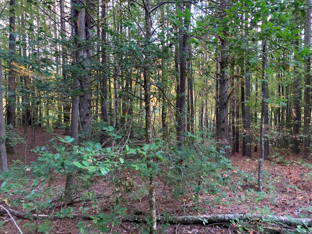 67 Liberty Lane Murphy, NC 28906 - Photo 9 of 12 a view of outdoor space and green space