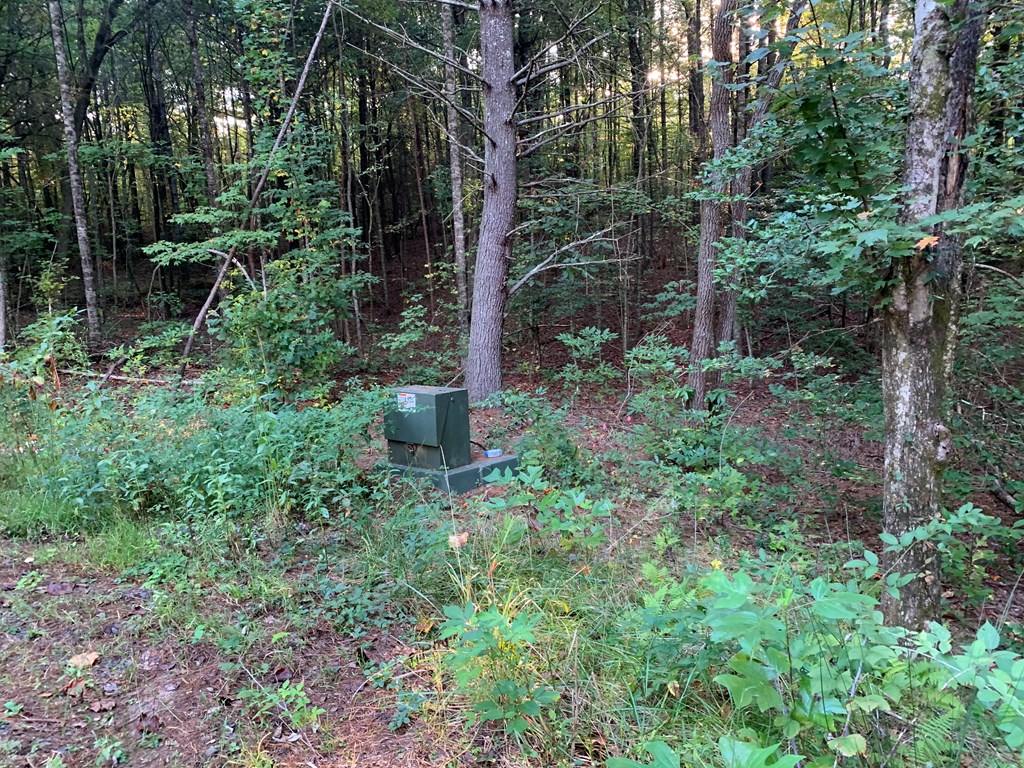 67 Liberty Lane Murphy, NC 28906 - Photo 10 of 12 a view of a garden with large trees