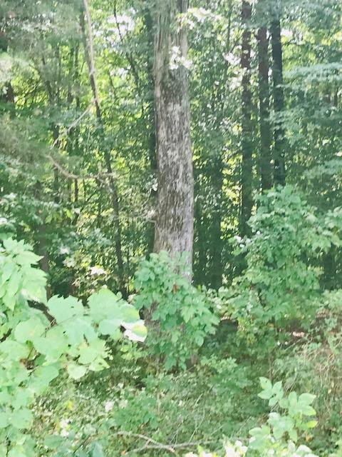 355 Mcfall Road Albany, KY 42602 - Photo 20 of 28 IMG_2198