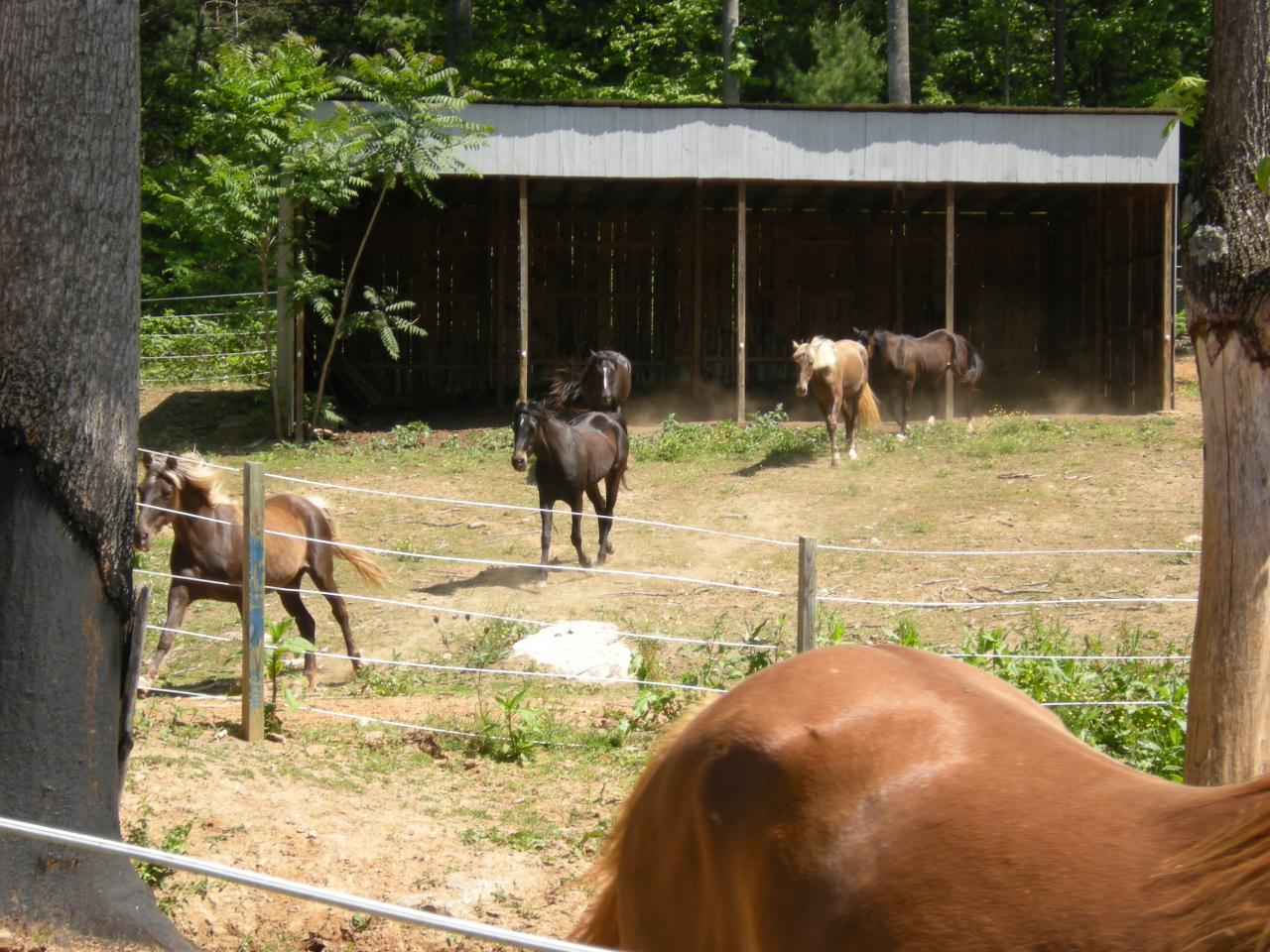 6802 Mt Chestnut Road Roanoke, VA 24018 - Photo 19 of 19 Horses