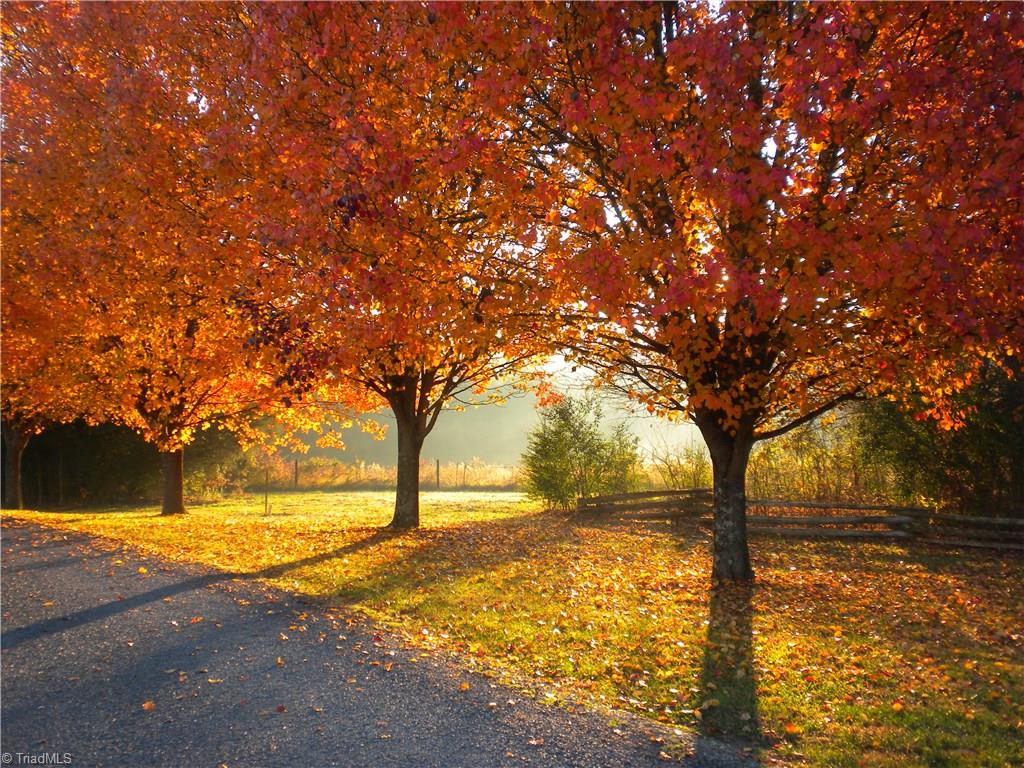 Parkway look. Tree lined winding driveway